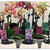 orchidee alice in potten bewerkt